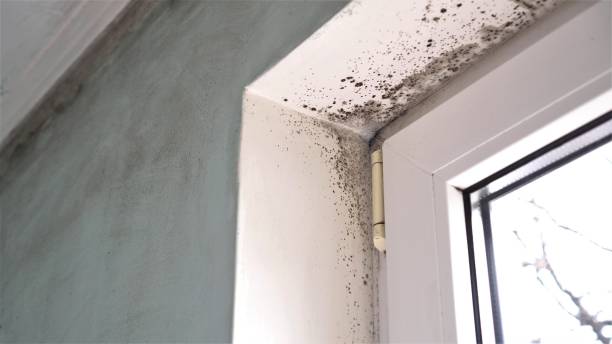 Best Black Mold Removal  in South Huntington, NY
