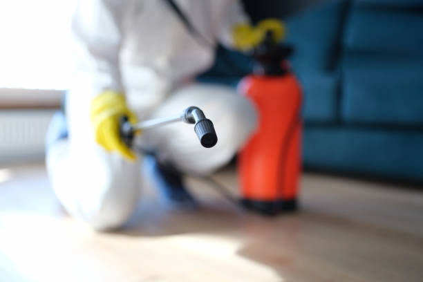 Reliable South Huntington, NY Mold Removal Solutions