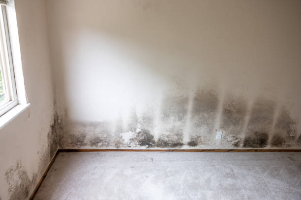 Best Attic Mold Removal  in South Huntington, NY