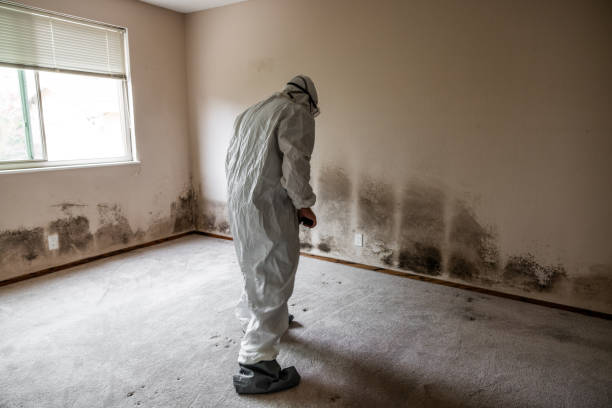 Best Industrial Mold Remediation  in South Huntington, NY