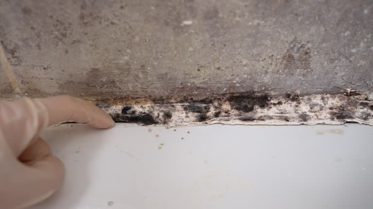 Best Real Estate Mold Inspection  in South Huntington, NY